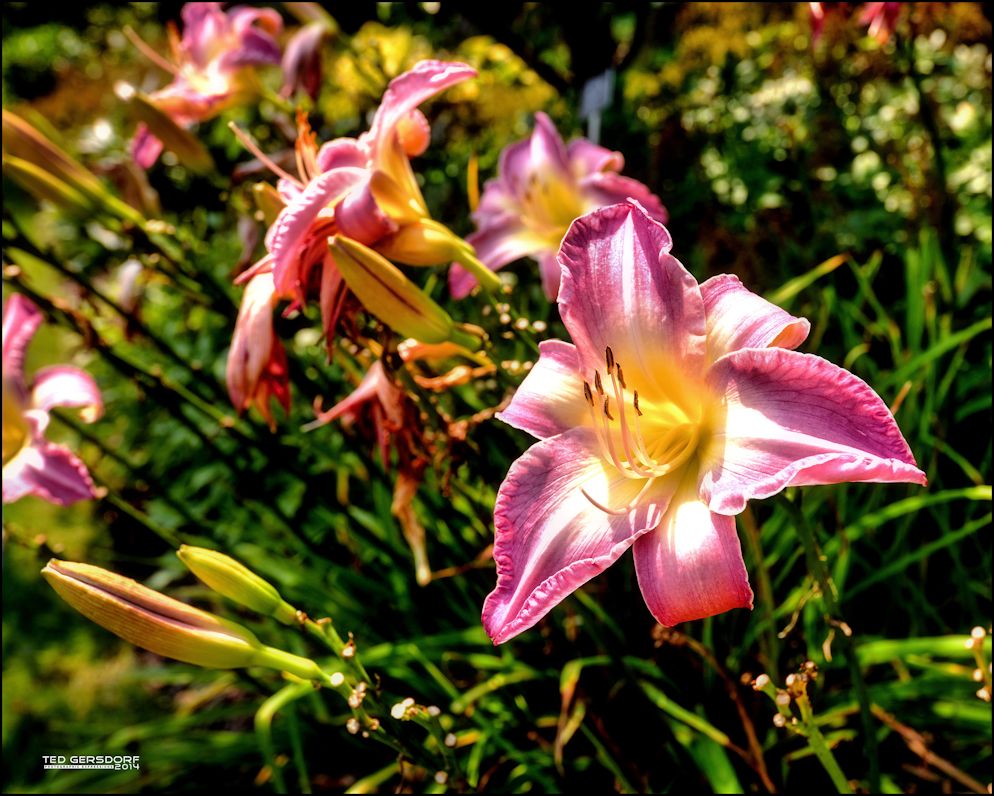 2014 SH HDR Flower 2.jpg