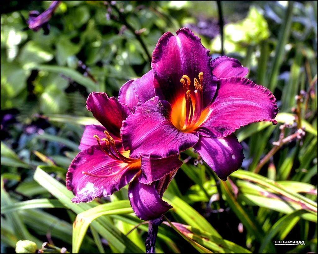 2014 SH HDR Flower 3.jpg