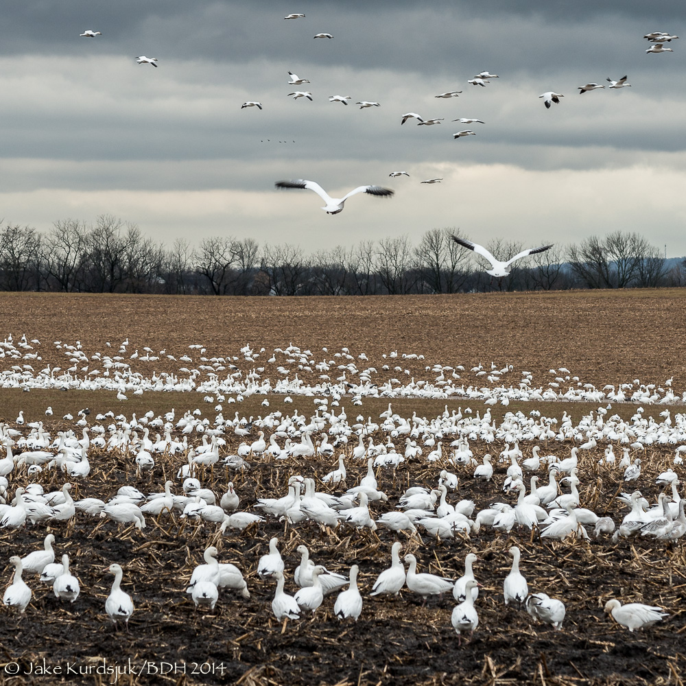 20140106-_D806044.jpg
