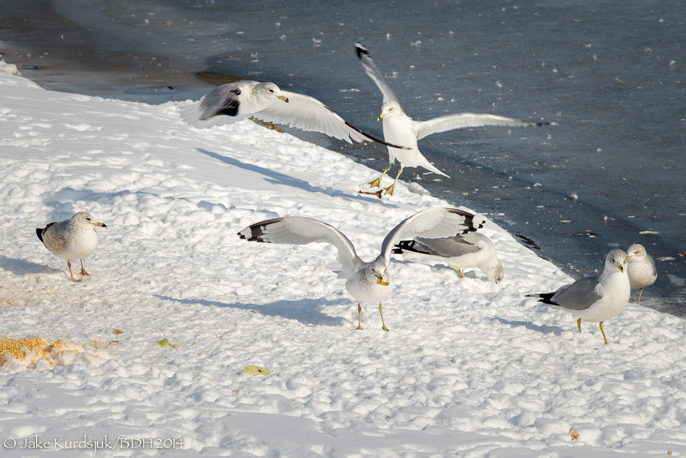 20140123-_D622334.jpg
