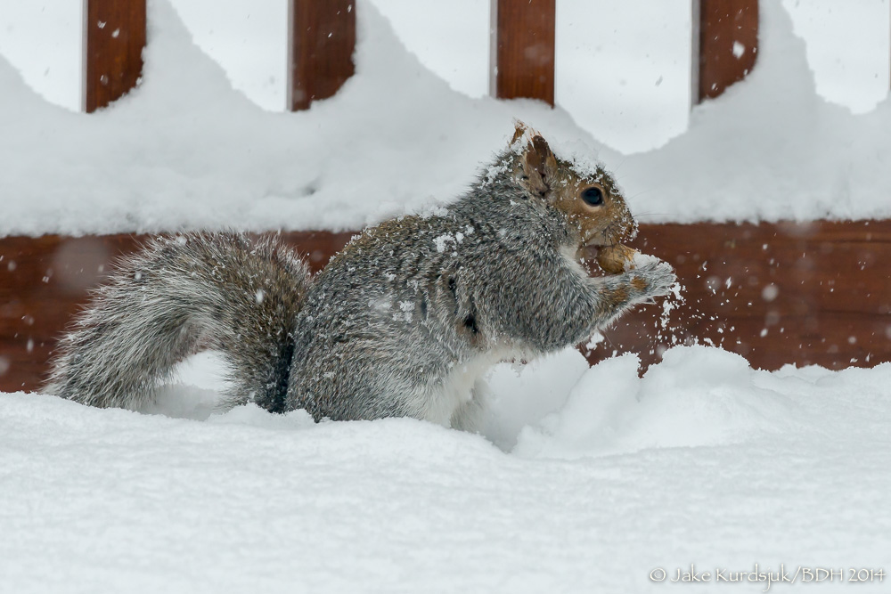20140203-_D806962.jpg