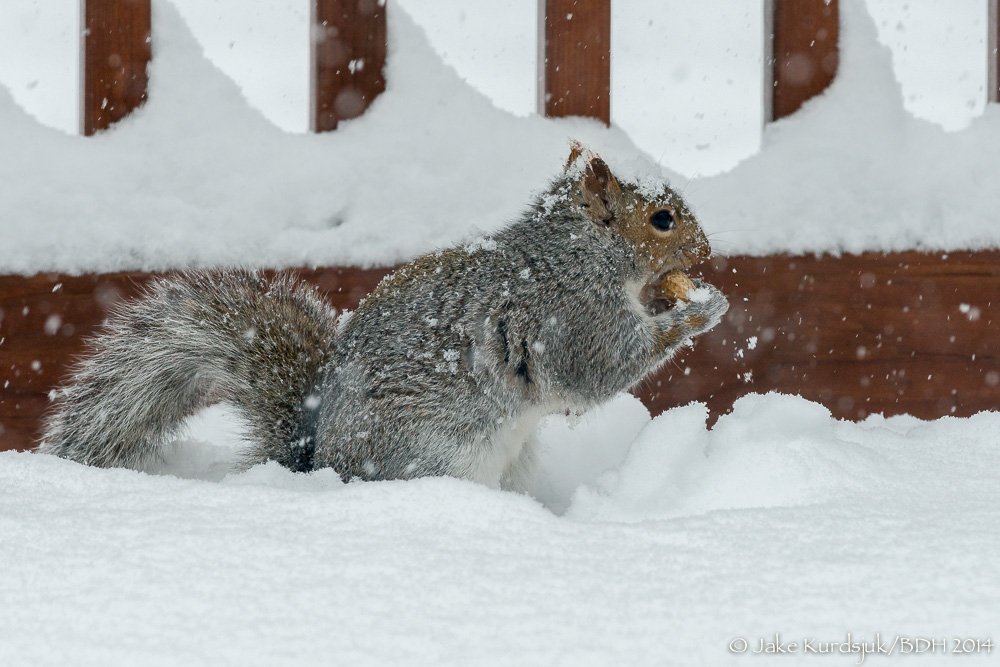 20140203-_D806963.jpg