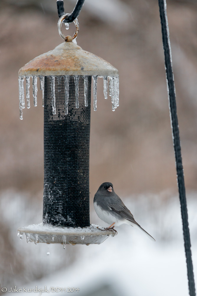20140205-_D807104-Edit.jpg