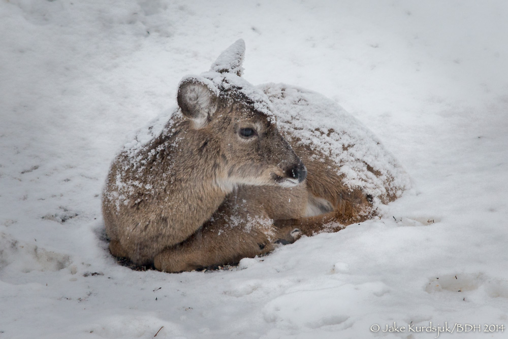 20140209-_D623002.jpg