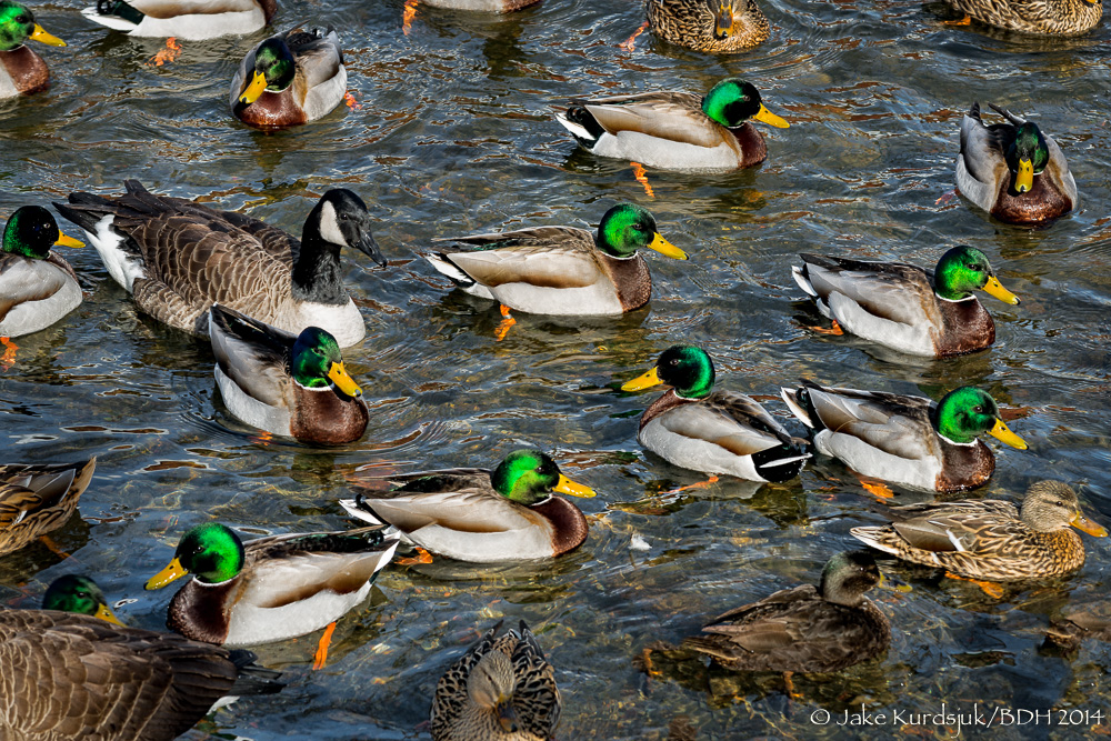 20140209-_D807271-Edit-Edit.jpg