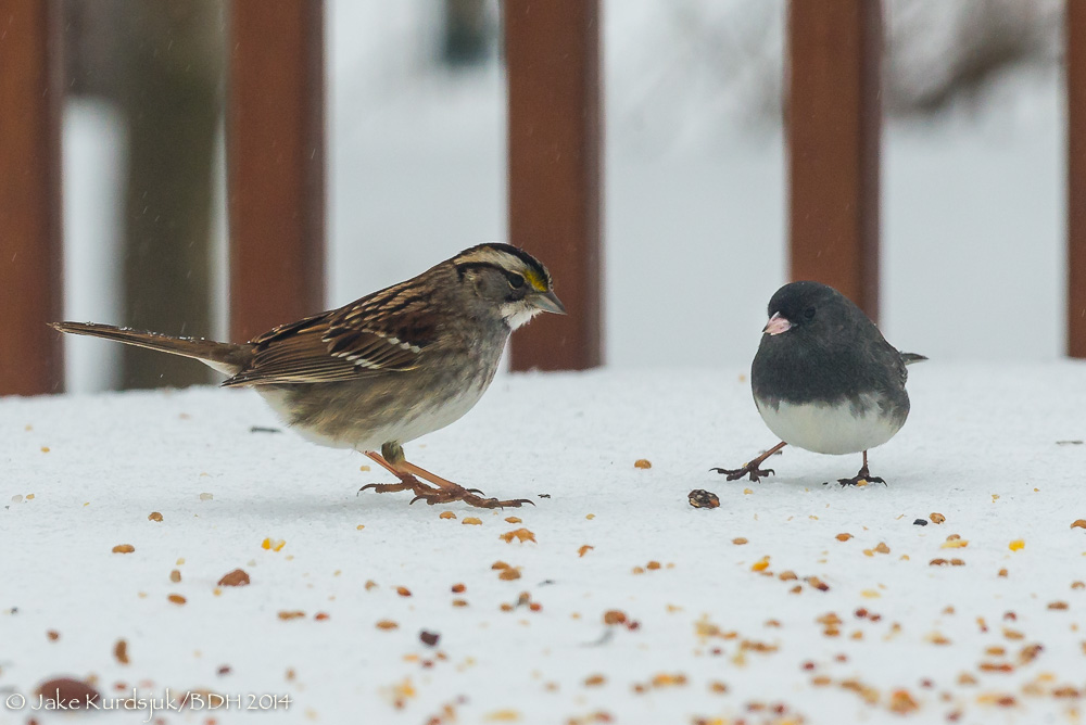 20140213-_D623218.jpg