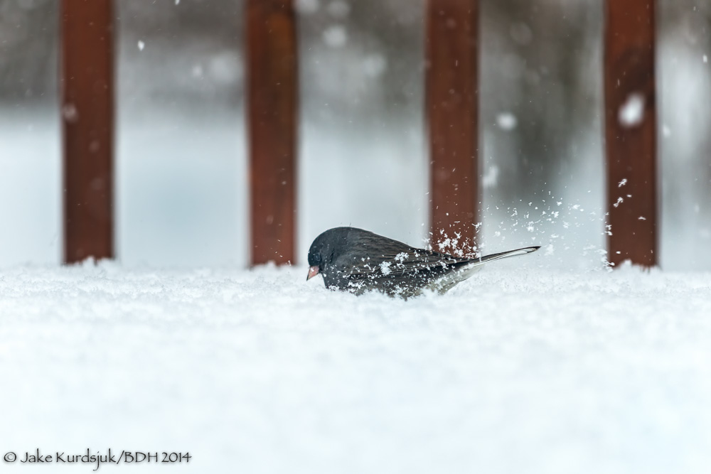 20140213-_D807399-Edit.jpg