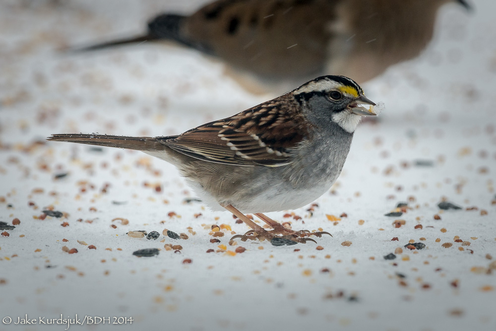 20140213-_D807760.jpg