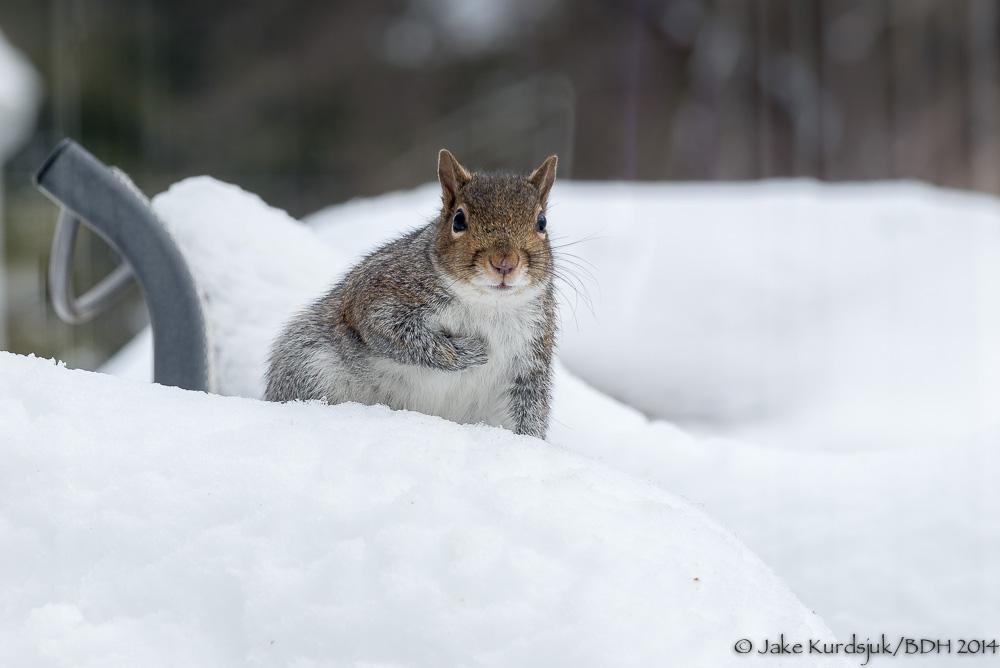 20140214-_D623358.jpg