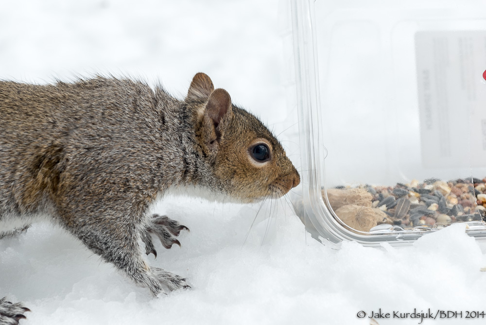 20140214-_D623366.jpg