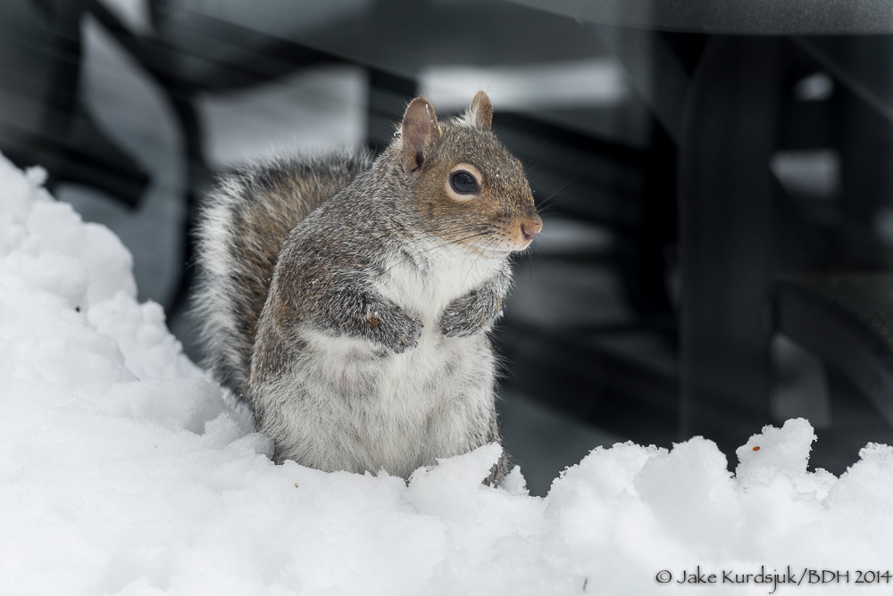 20140214-_D623407.jpg