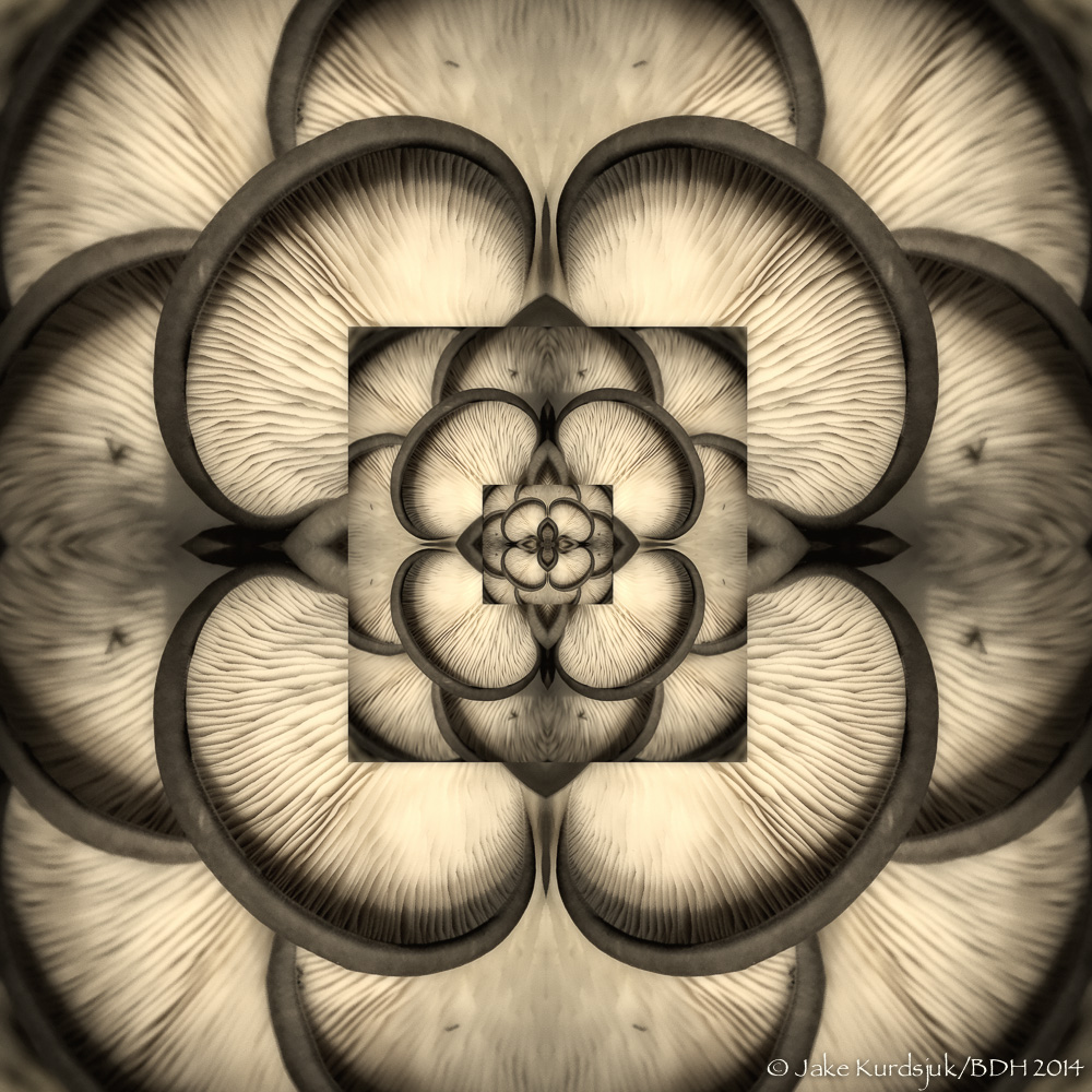 20140308-Shrooms.jpg