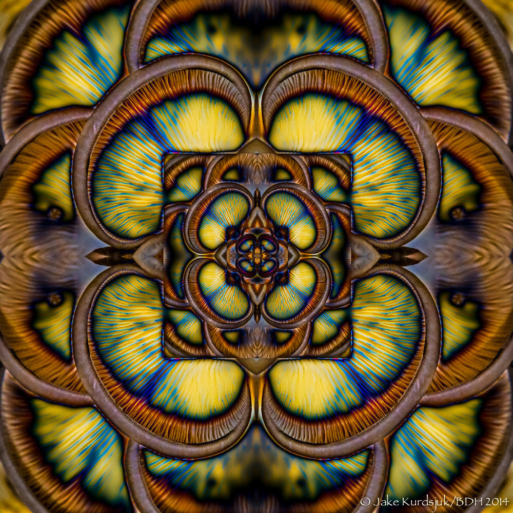 20140308-Shrooms2.jpg