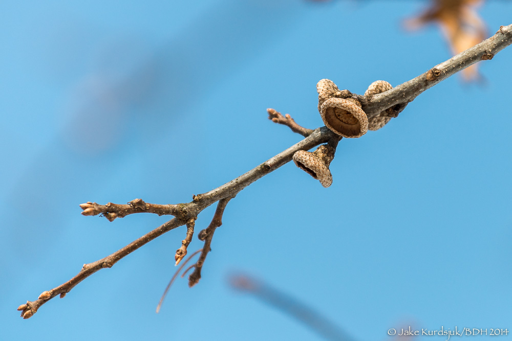 20140310-_D808232.jpg