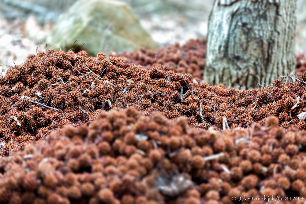20140407-D62_5272-Edit.jpg