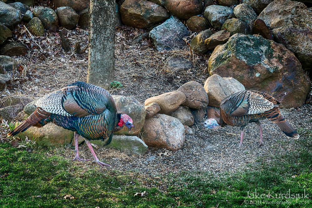 20140414-D80_9266-Edit.jpg