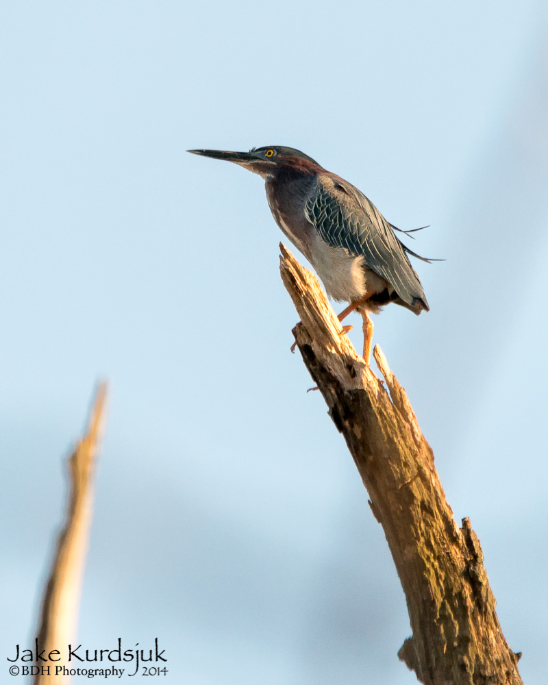 20140421-D80_9615-Edit.jpg