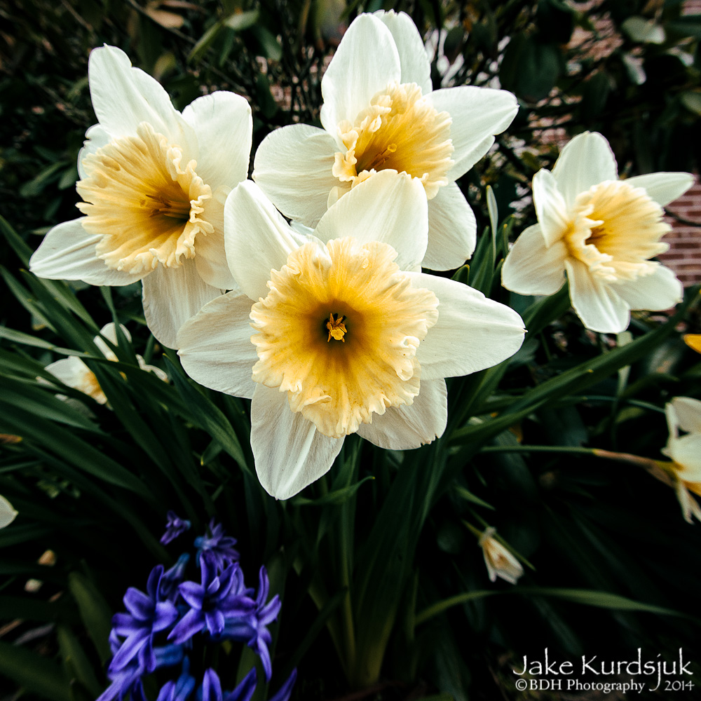 20140423-D80_9770-Edit.jpg