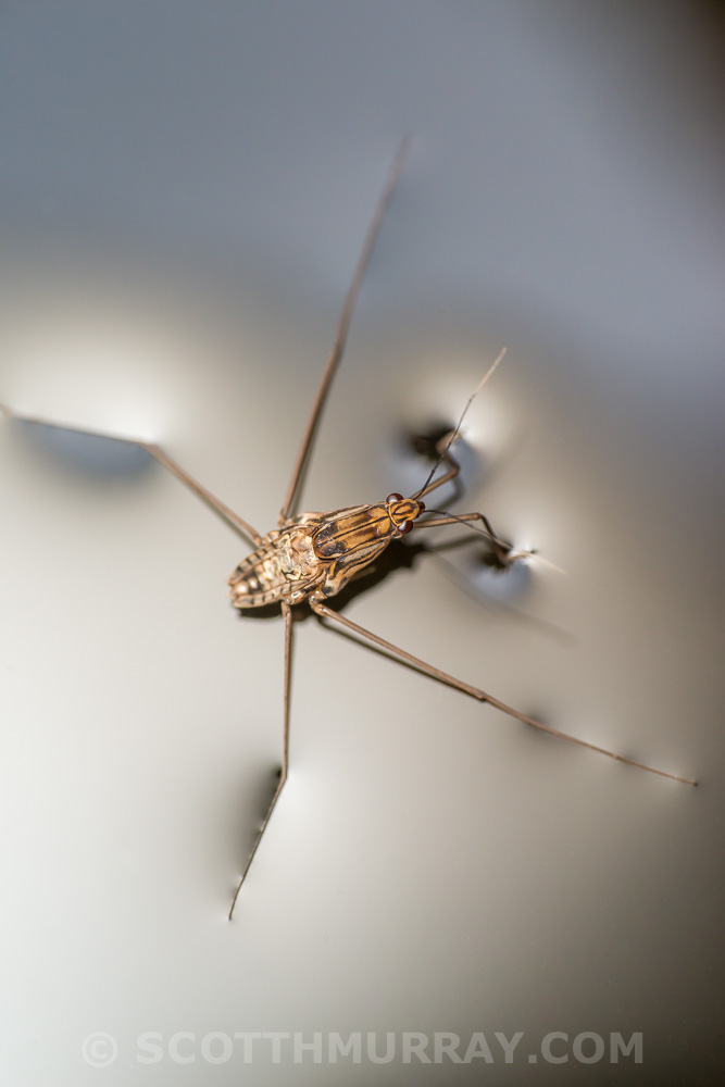 20140425-SHM_4141.jpg