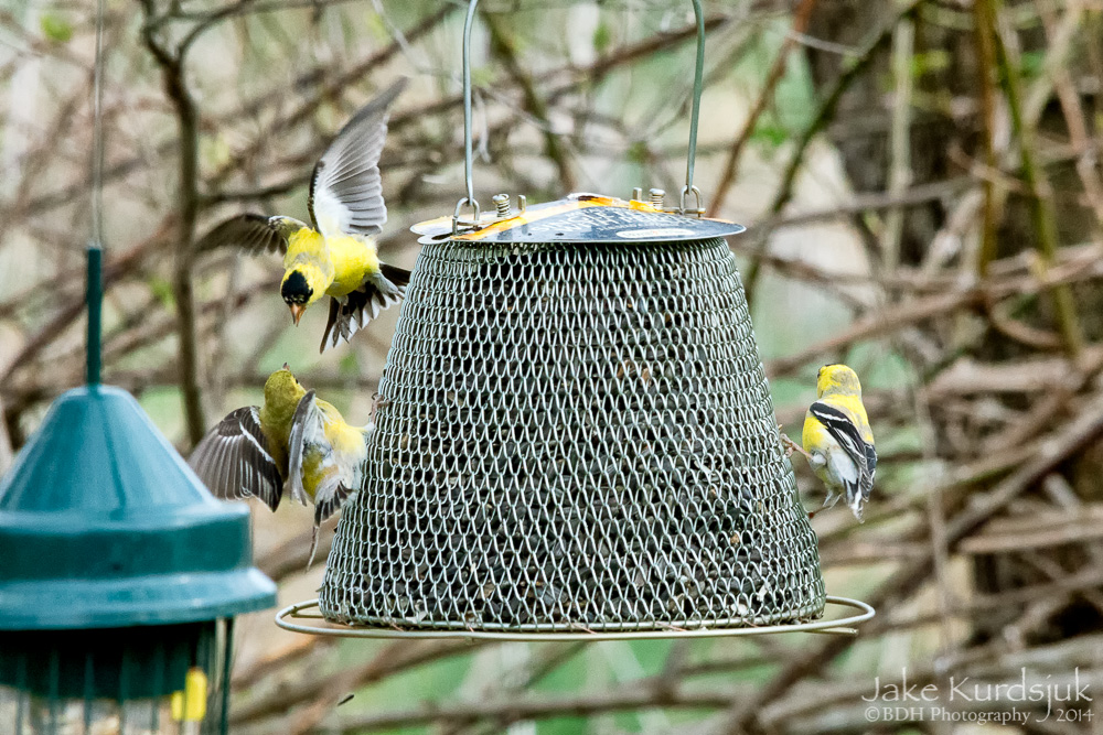 20140428-D80_0050-Edit.jpg