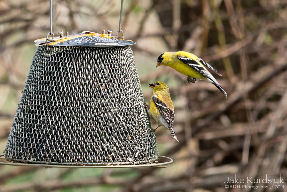 20140428-D80_0055-Edit.jpg