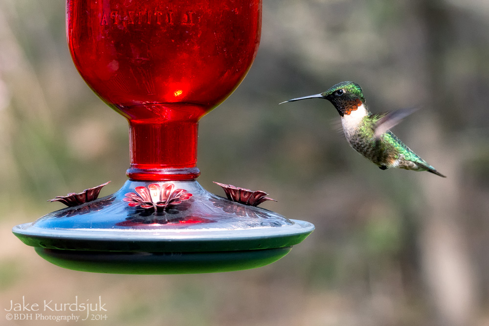 20140505-D81_0499-Edit.jpg