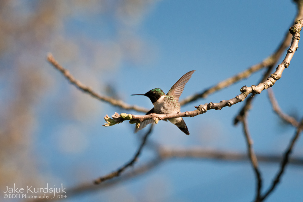 20140506-D81_0672-Edit.jpg