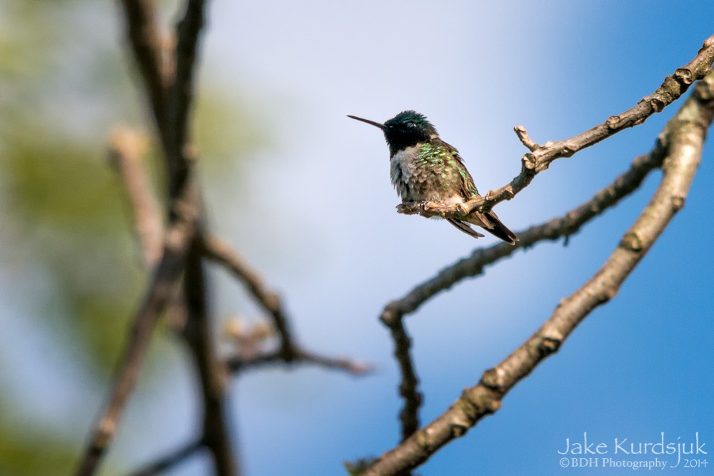 20140506-D81_0687-Edit.jpg