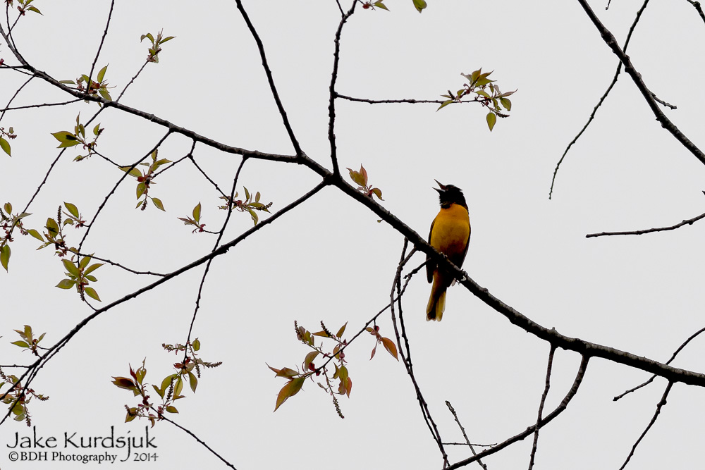 20140509-D81_0984-Edit.jpg