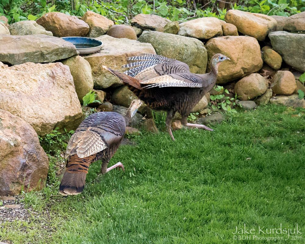 20140519-D62_5981.jpg