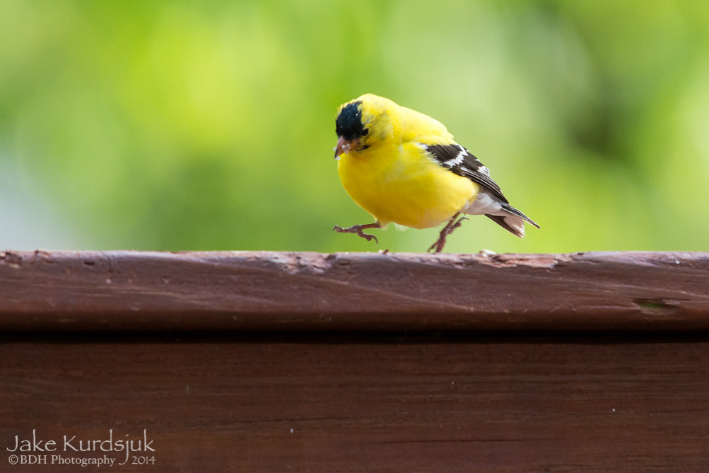 20140520-D81_1449.jpg