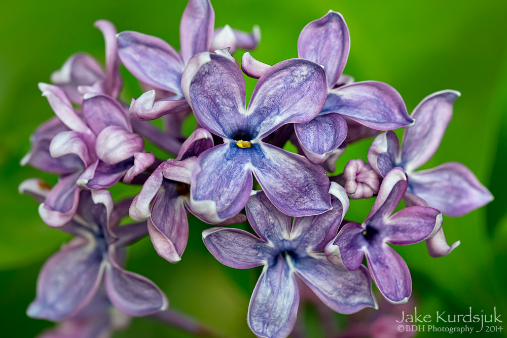 20140524-D81_1651-Edit.jpg