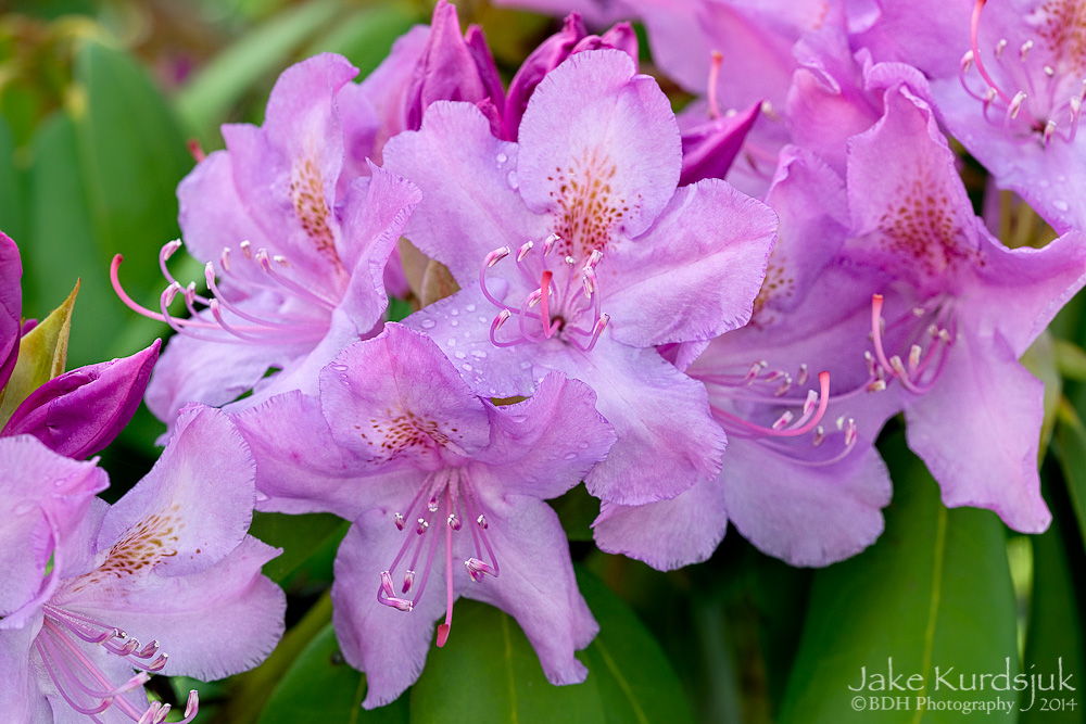 20140524-D81_1776-Edit.jpg