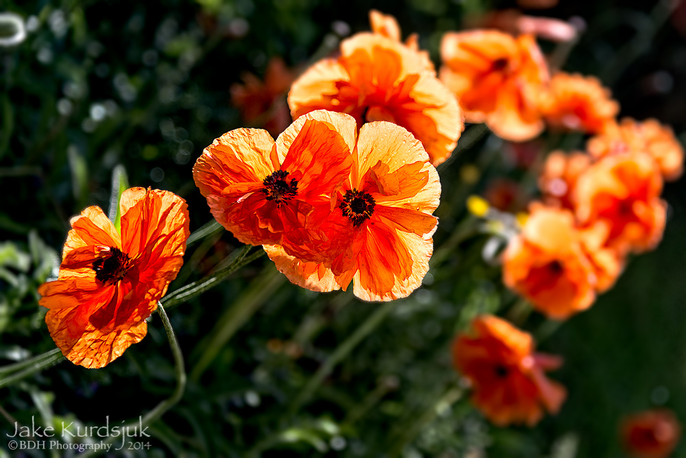 20140525-D62_6164-Edit.jpg