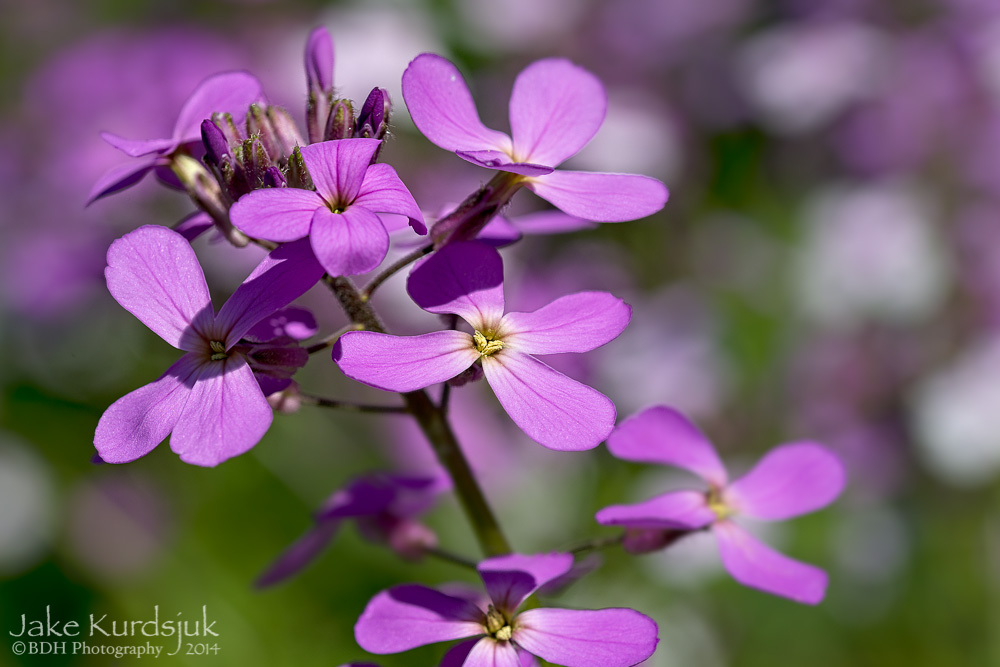 20140525-D81_1910-Edit.jpg