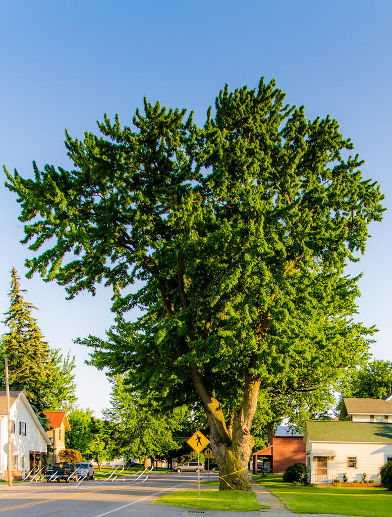 20140531-_1RB2376.jpg