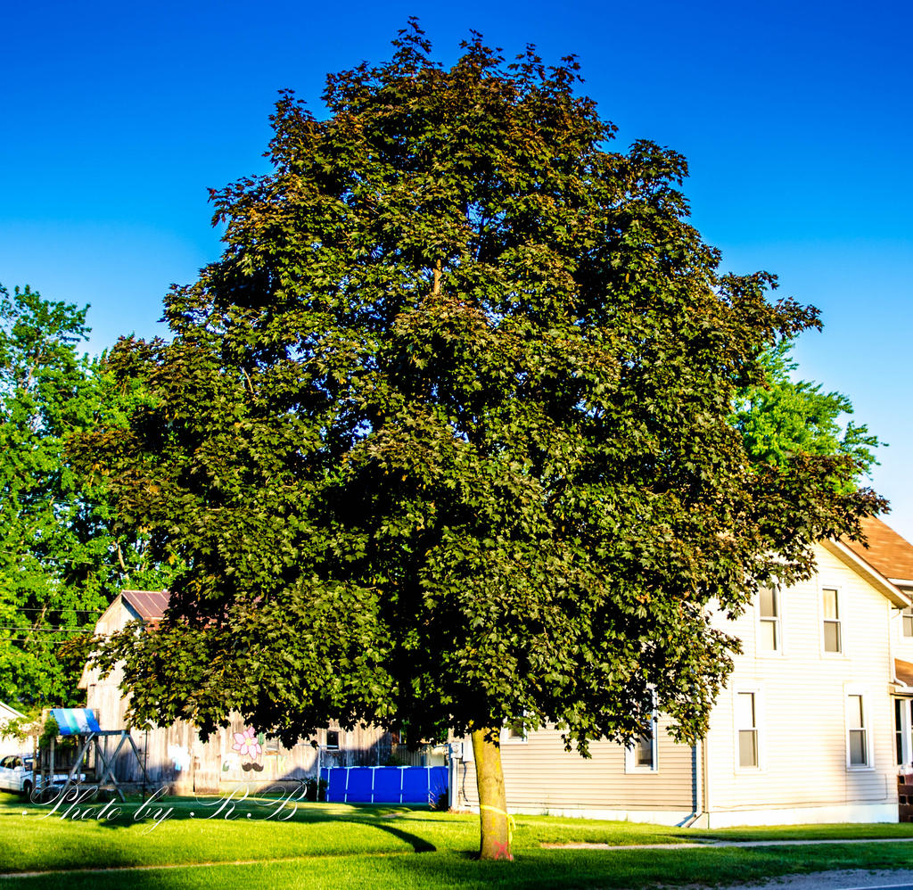 20140531-_1RB2380.jpg