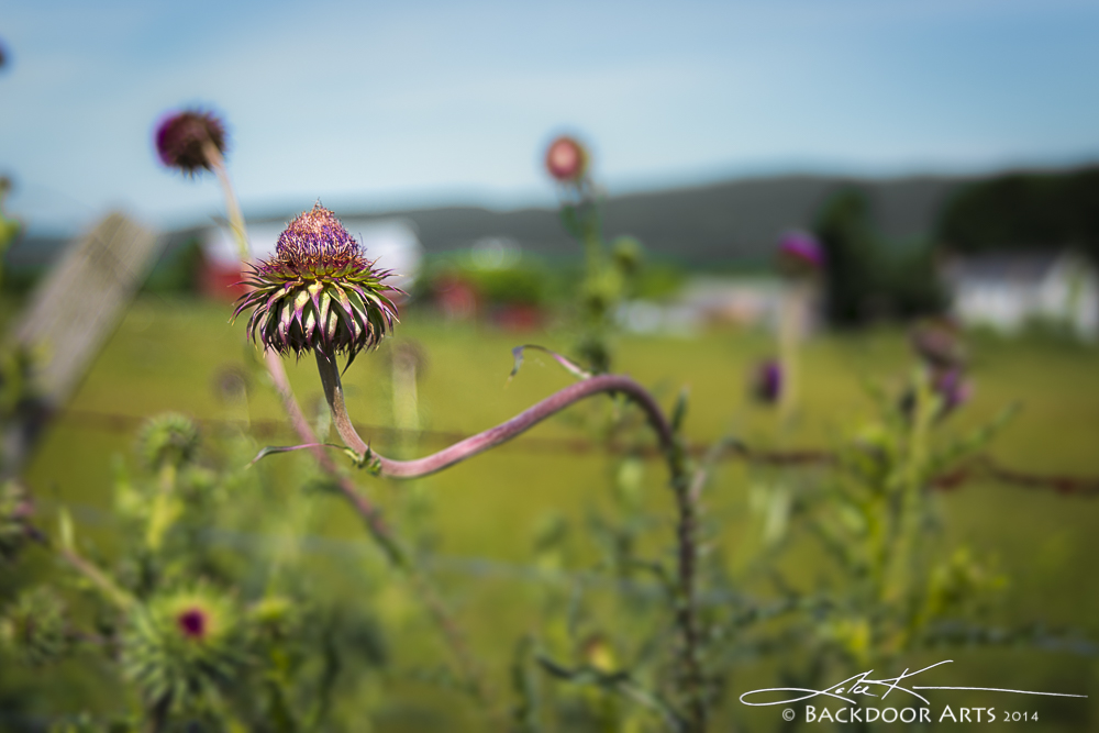 20140618-D81_2682-Edit.jpg
