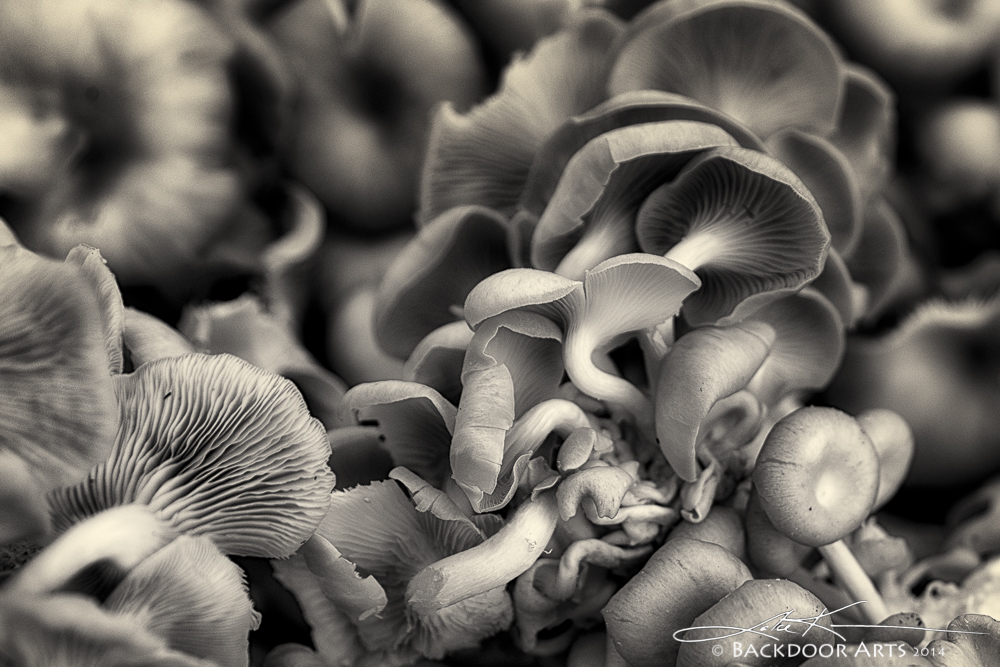 20140621-D81_2697-B&W.jpg