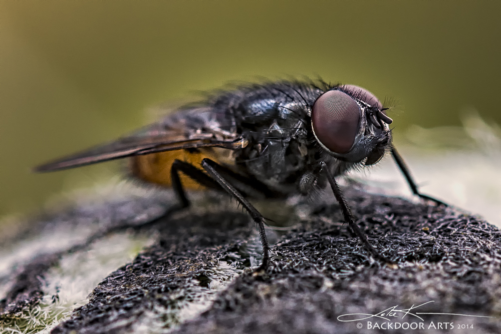 20140702-D71_0857-Edit.jpg