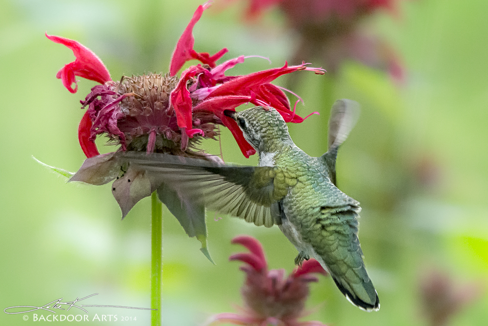 20140712-D71_1105-Edit-3.jpg