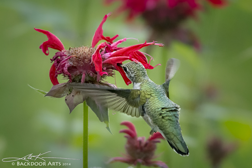 20140712-D71_1105-Edit.jpg