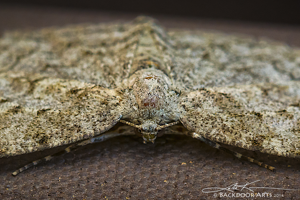 20140716-D71_1156-Edit-2.jpg