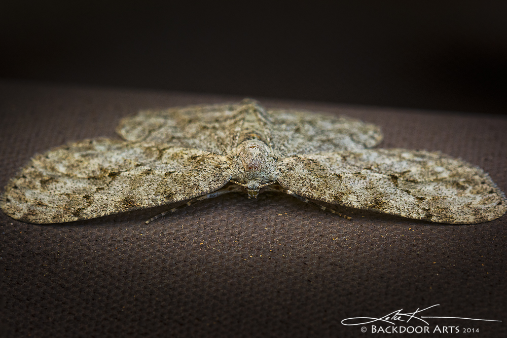 20140716-D71_1156-Edit.jpg