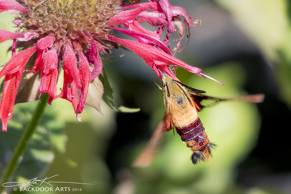 20140725-D71_1795.jpg