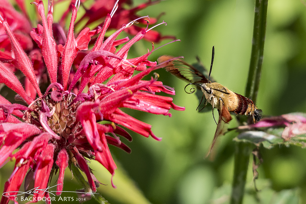 20140725-D71_1830-Edit.jpg