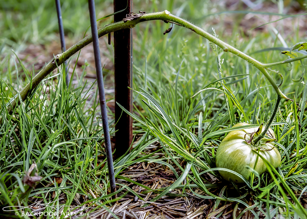20140728-D62_6766-Edit.jpg