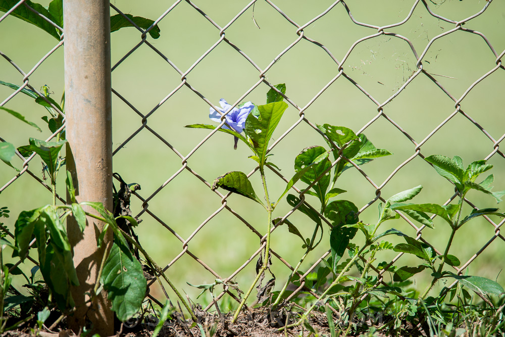 20150202-20150202-SHM_0637.jpg