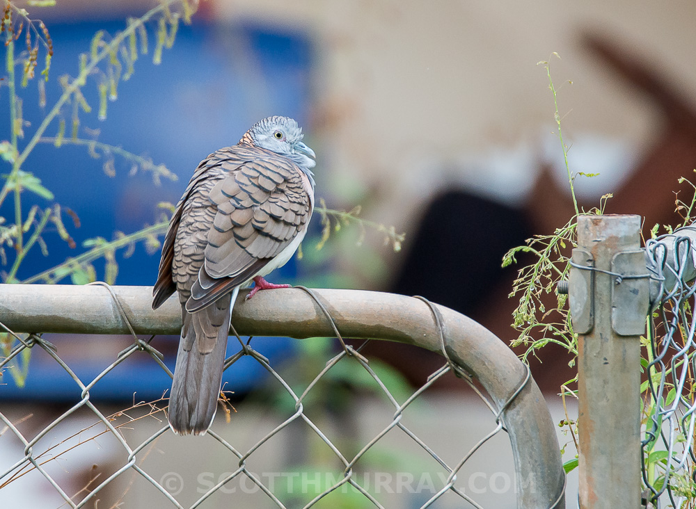 20150211-20150211-SHM_1737.jpg