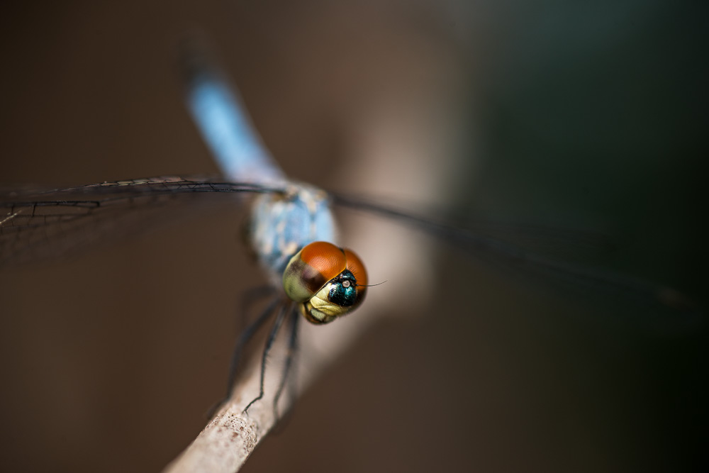 20150214-20150214-SHM_2058.jpg